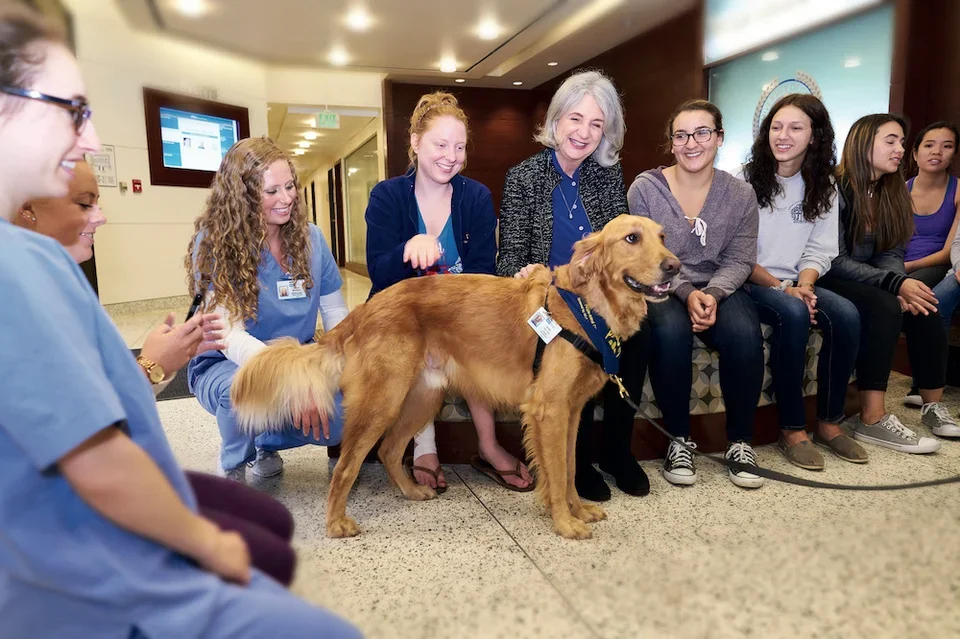 UCLANursing_TherapyDog